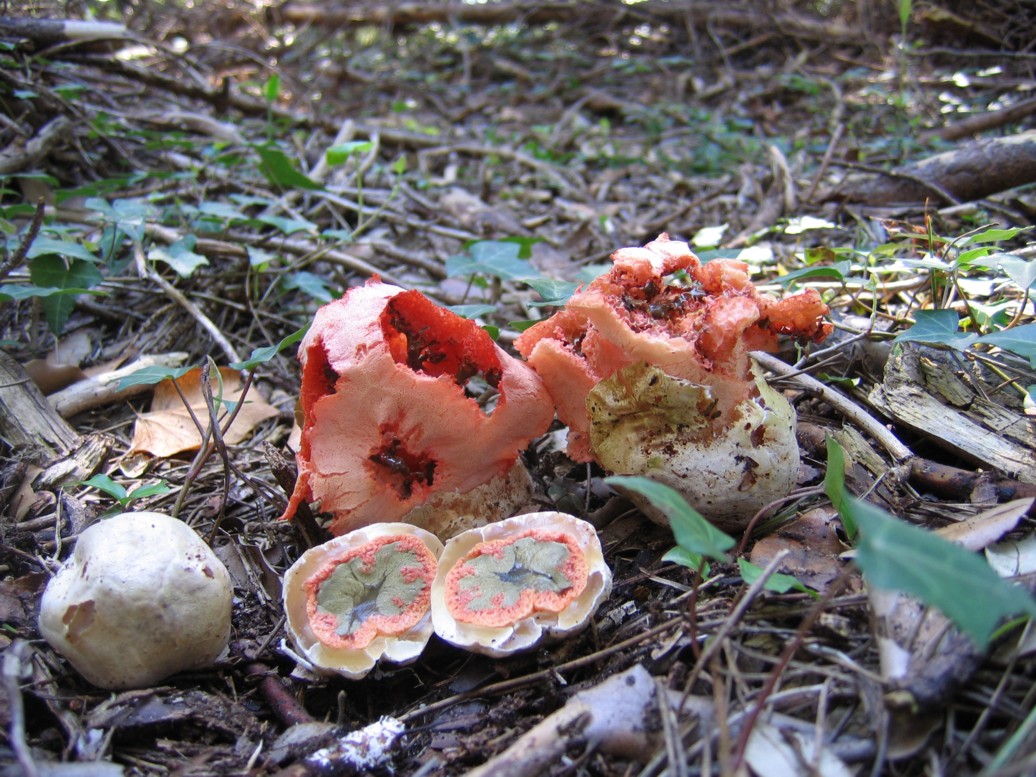 clathrus ruber
